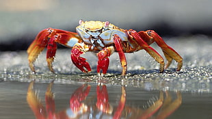 red and brown crab, nature, depth of field, macro, closeup