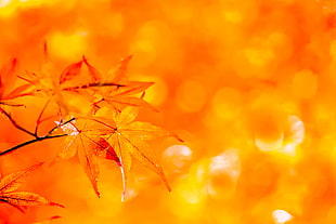 Maple leaf HD wallpaper