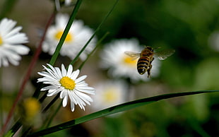 honeybee in flight near white daisy in closeup photo