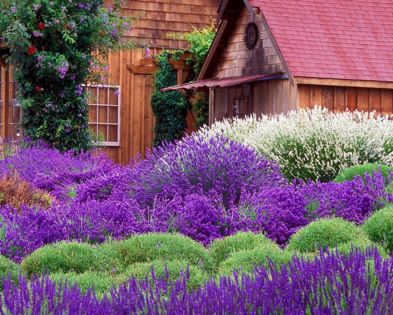 purple flower field