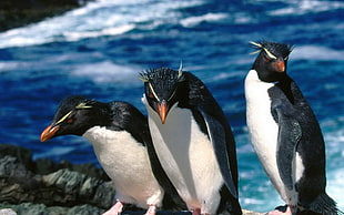 photo of three penguins during day time HD wallpaper