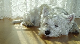 adult white Westie lying on the parquet floor