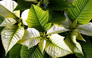 closeup photo of green and white leaf plants