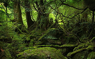 green rain-forest trees HD wallpaper