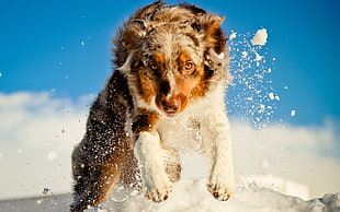 close-up photo of brown and white long-coat dog playing on snow
