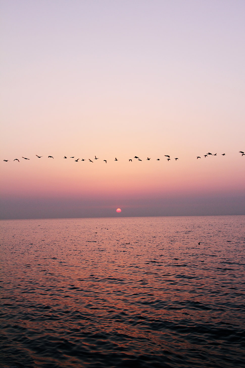 flock of flight birds over the sea HD wallpaper