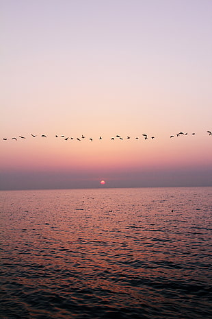 flock of flight birds over the sea