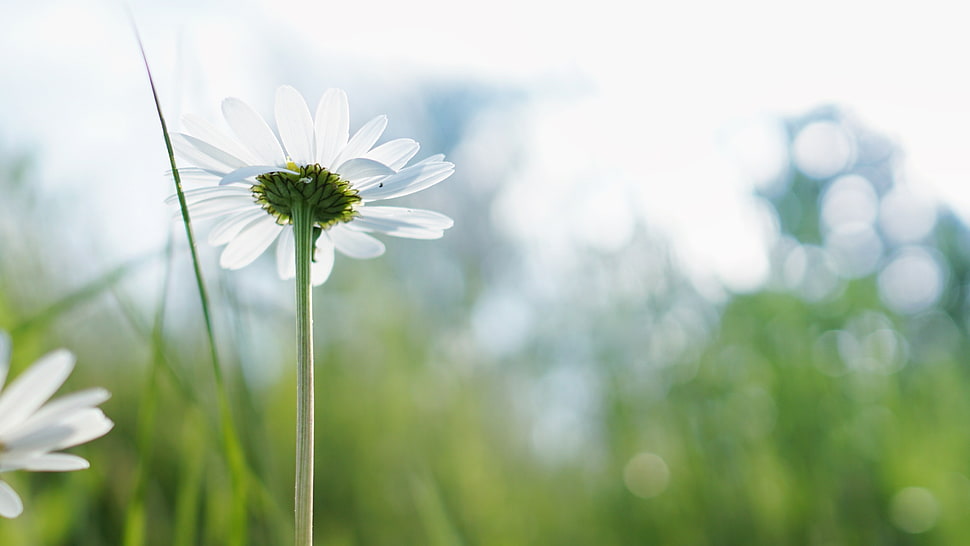 selective focus photo of white Daisy flower during daytime HD wallpaper