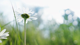 selective focus photo of white Daisy flower during daytime