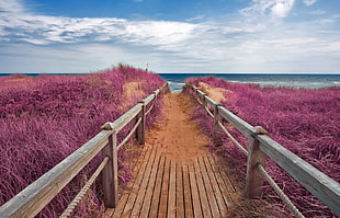 brown wooden dock near sea beside purple flowers