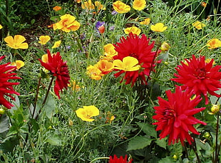 red mums and yellow cosmos flowers