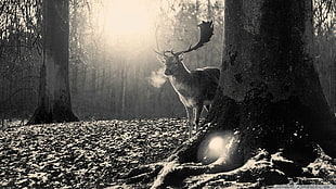 deer grayscale photo, forest clearing, forest, animals, deer