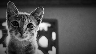 greyscale photo of black and white tabby cat, animals, cat, monochrome