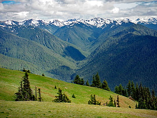 trees near mountain range, olympic national park HD wallpaper