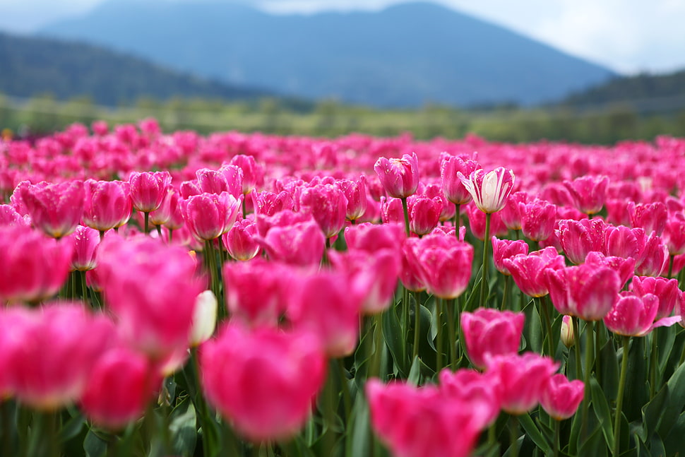 pink Tulip flower field during daytime, canada HD wallpaper