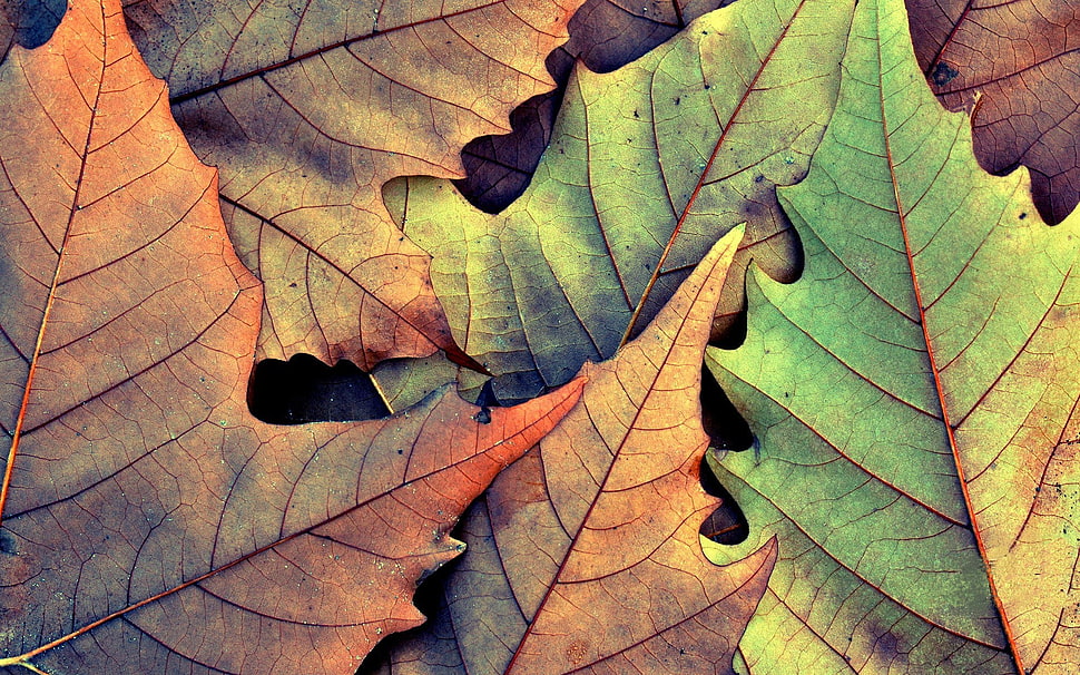 green and brown Maple leaves HD wallpaper