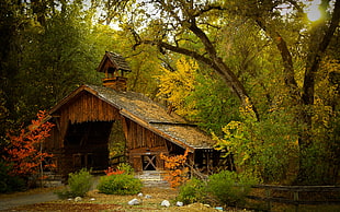 brown cabin surrounded by trees HD wallpaper