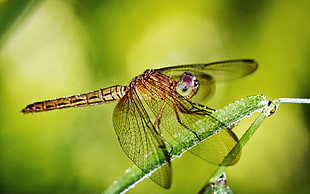 brown Dragonfly perched on green plant stem in closeup pgoto
