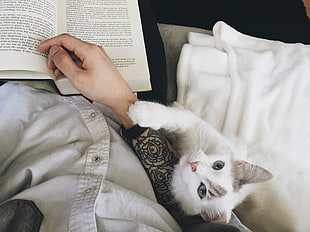 white kitten, cat, books, tattoo, hands