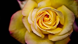 yellow Rose flower in close up photography