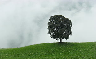 photo of single tree on green coated hill during cloudy daytime