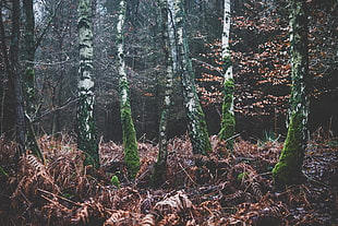 photographed of forest