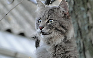 selective focus of gray tabby cat