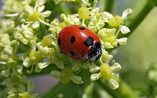 red ladybug perching on white flower in close-up photography