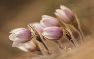 purple crocus flower, flowers, nature HD wallpaper