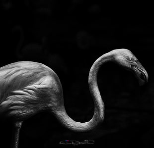 gray flamingo artwork HD wallpaper
