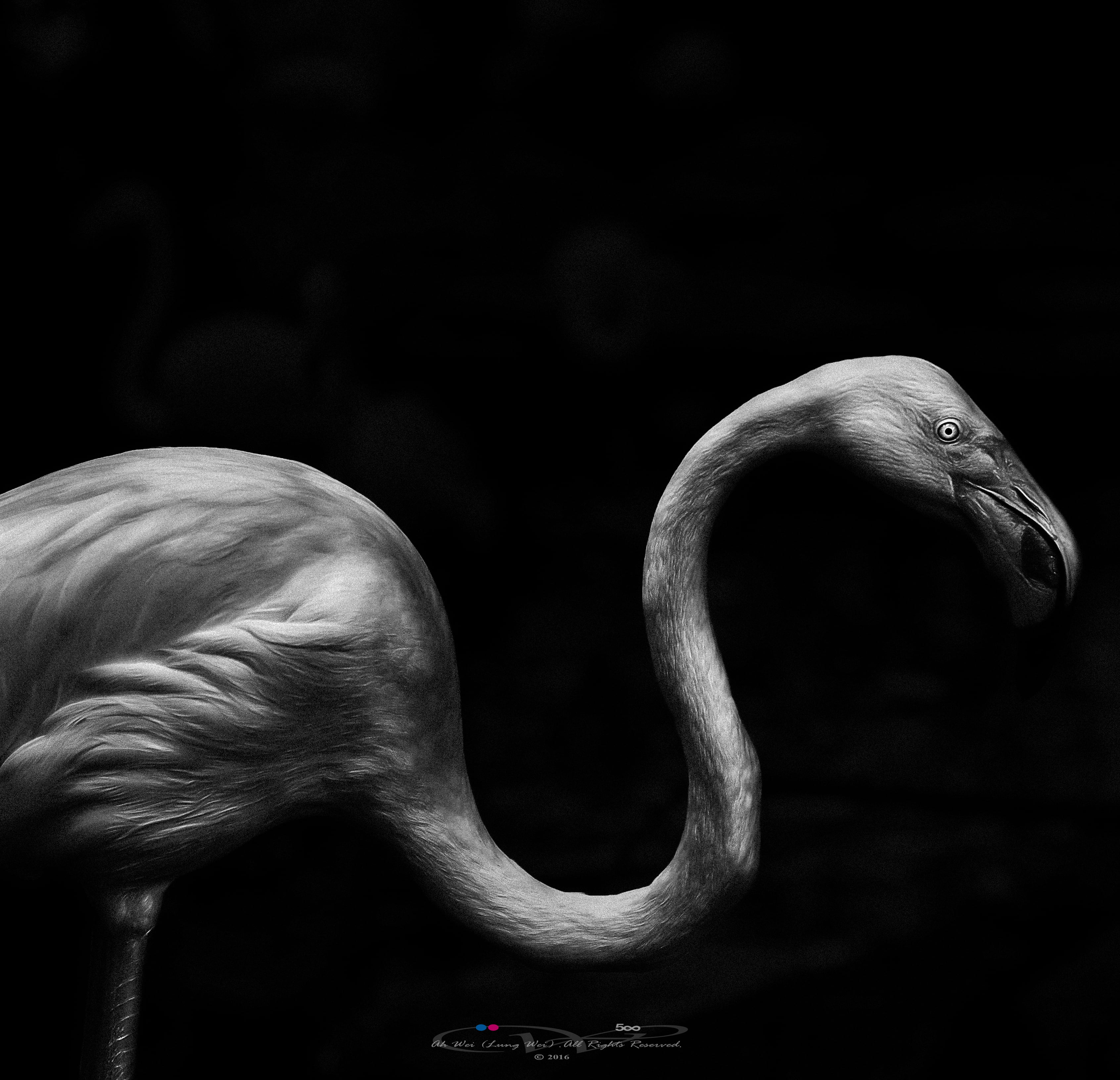 gray flamingo artwork