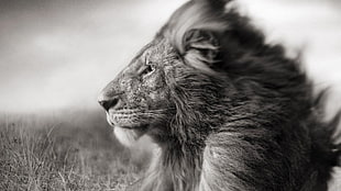 gray scale selective focus photography of lion