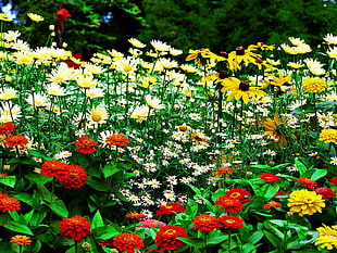 red, yellow, and white petaled flower field