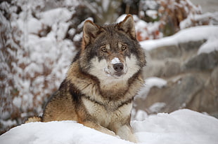 Utonagan wolf on white snow near rock hill