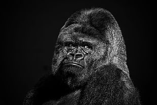 black gorilla, gorillas, black, animals, face HD wallpaper