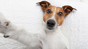 dog lying on surface, dog, animals, Jack Russell Terrier HD wallpaper