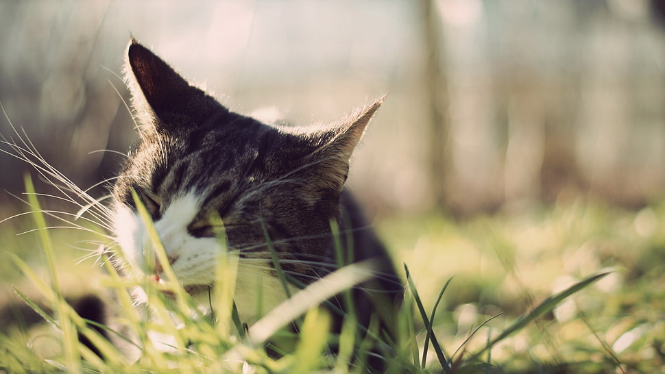 gray cat, cat, animals HD wallpaper