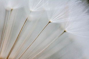 selective focus photography of dandelion flowers