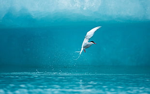 Royal Tern flying