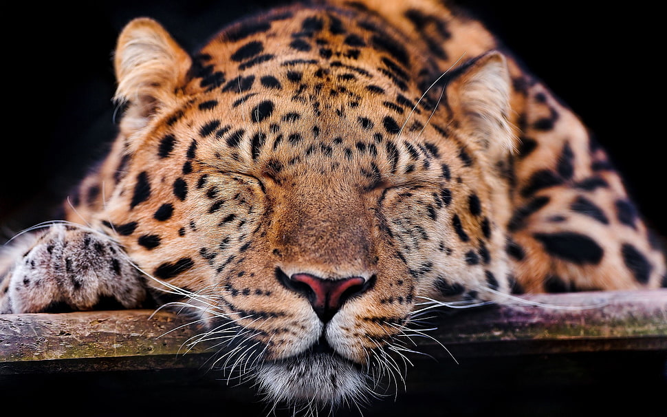 leopard, animals, leopard, leopard (animal) HD wallpaper