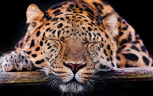 leopard, animals, leopard, leopard (animal)