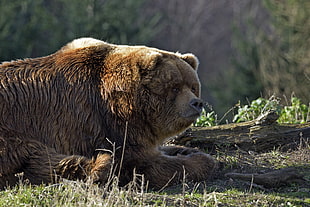 brown bear lying on ground HD wallpaper