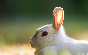 white rabbit HD wallpaper