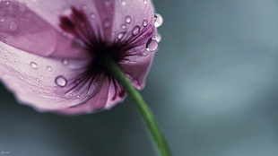 pink tulip with water droplets macro photography