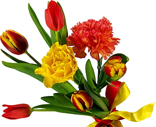 yellow and red petaled flowers