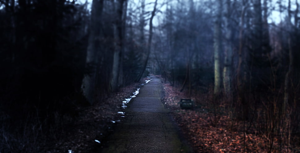 gray asphalt road, forest, alone, landscape HD wallpaper