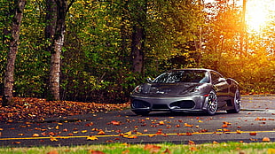 black coupe on pavement near trees