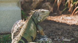 gray bearded dragon, Iguana, Reptile, Pangolin