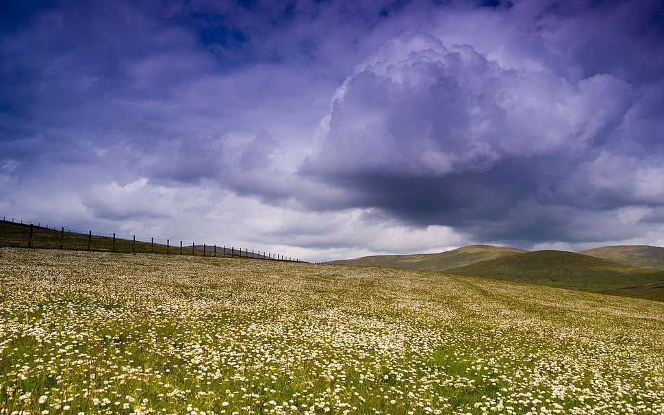 green and white grass field under gray and black cloudy sky HD wallpaper