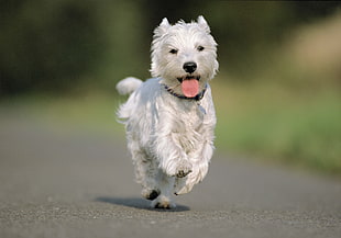 selective focus photography of West Highland White Terrier